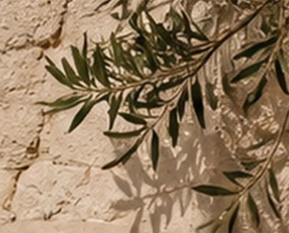 Sombra de una rama de olivo sobre un muro de piedra